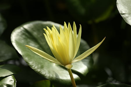 water lily, water plant, stof plant, blad, geel