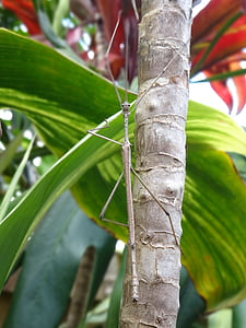 insect, stick, plant, camouflage