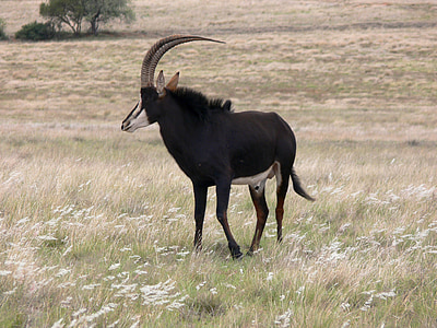 Sable, antilopy, Afrika, divoké, voľne žijúcich živočíchov, hra, divoké zviera
