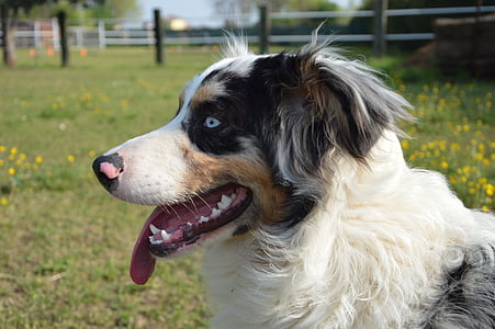 pes, portrét psa, portrét, Australian sheperd, Blu merle, modré oko, Pozor
