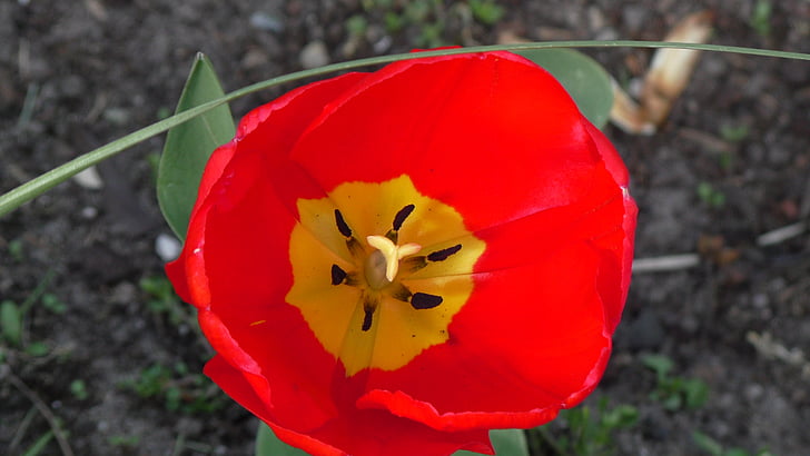 Tulipán, květ, květ, Bloom, otevřít, jaro, Příroda