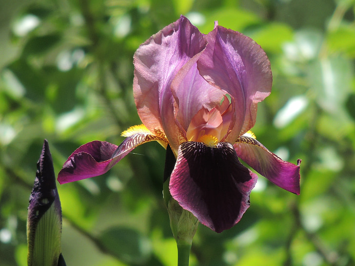 Iris, flor, primavera, natura, pètals, violeta, jardí