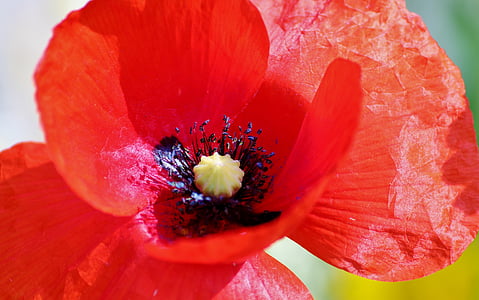 bunga opium, bunga, tanaman, Benang Sari, merah, transien, tender