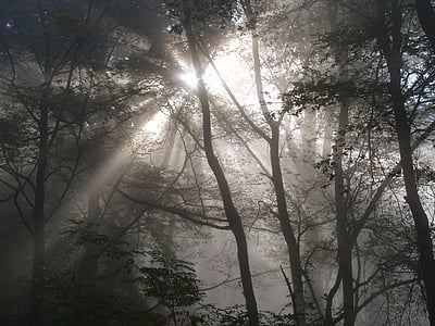 Forest, lumière, éclairage, lumière de retour, faisceau lumineux, Dim, nature