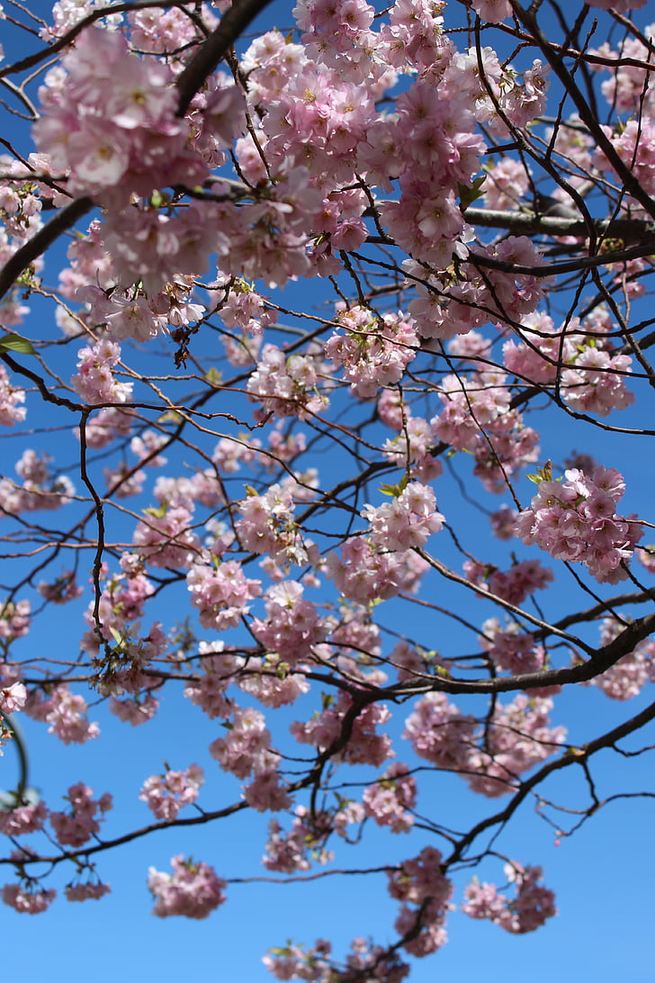 Cherry bloemen, Cherry, lente, springfeelings, voorjaar bloem, Lentebloemen, boom