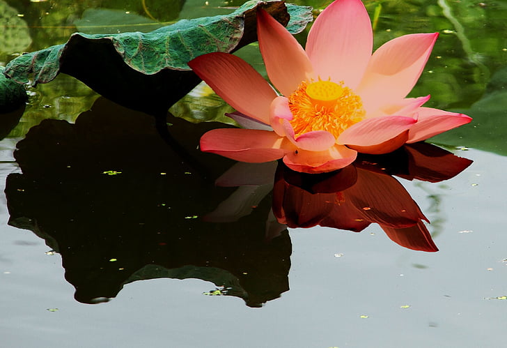 Lotus, flor, estanque, Lago, flor de loto, naturaleza, planta