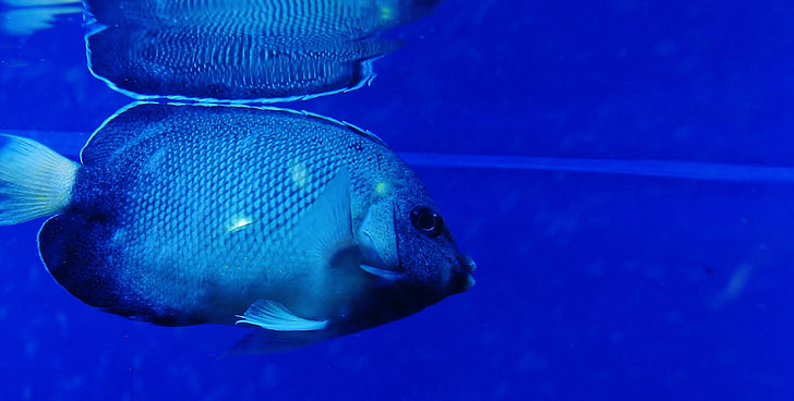 poisson, bleu, Fish Tank, Aquarium