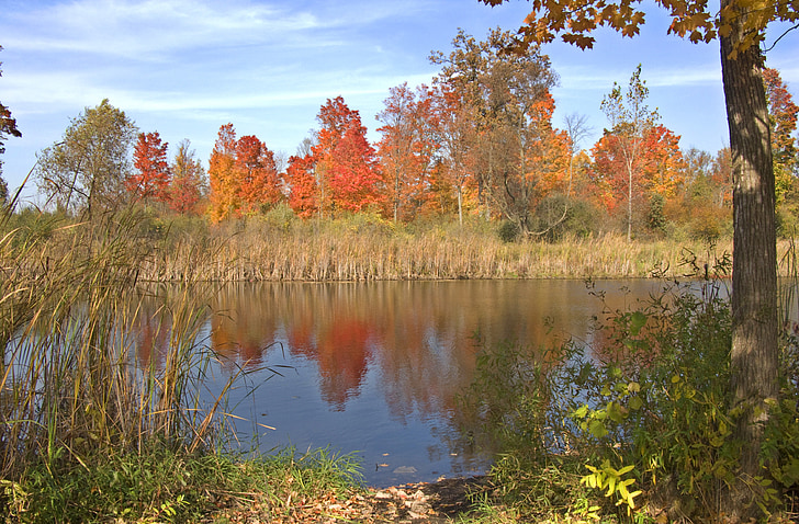 Outono, Lagoa, paisagem, Outono, árvores, natureza, reflexão