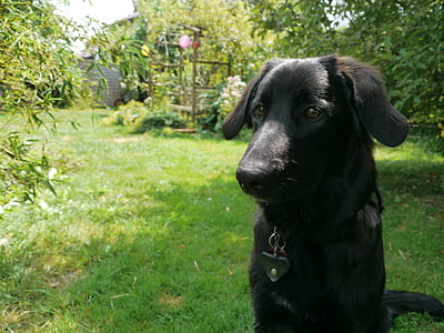 pastor alemão, cão, cão de Schäfer, Verão, preto