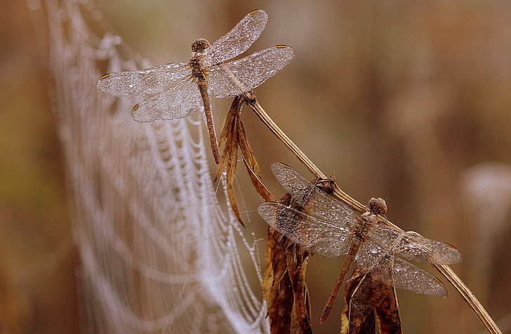 dragonfly, dew, spider web, morning, insecta, drops, nature