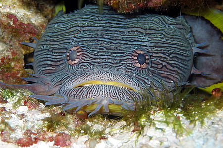 toadfish, prachtige, vissen, dieren, fauna, onderwater, natuur