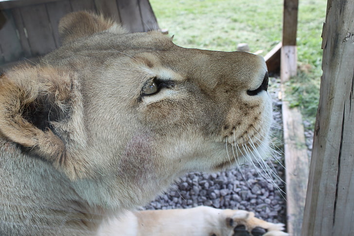 Leonessa, safari park, Hemmingford, animale, Leone - felino, mammifero, fauna selvatica