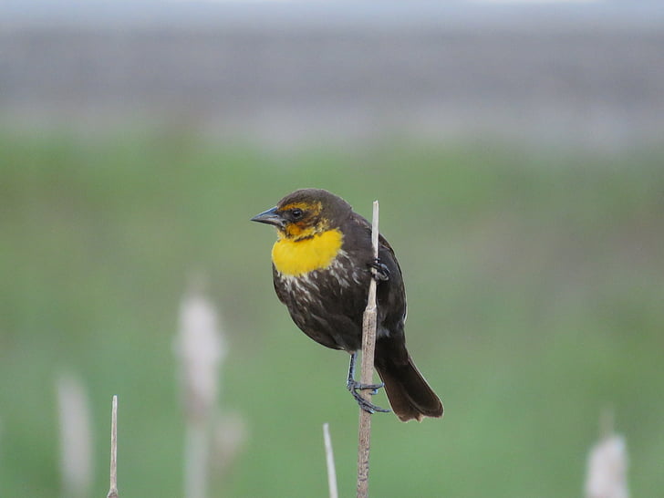 kollase otsaga naise blackbird, Blackbird, Marsh lind, kollase otsaga, lind, loodus, vajunud
