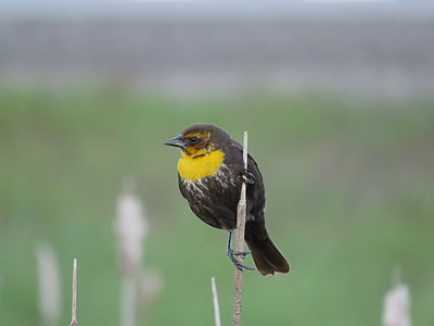 ženski rumeno glavama blackbird, Blackbird, Marsh ptic, rumena glavama, ptica, narave, sedeli