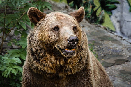 o jardim zoológico, animais, natureza, urso, animal, vida selvagem, urso pardo