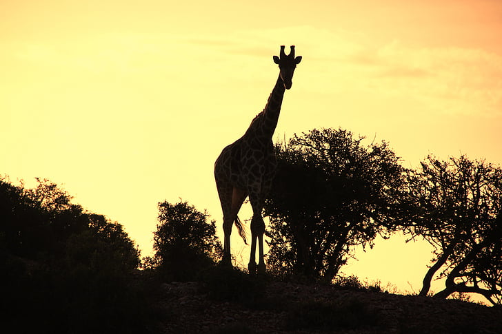 zsiráf, naplemente, jellegét felvételekhez, Afrika, sziluettjét, árnyék, természet