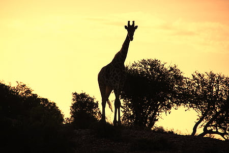 zsiráf, naplemente, jellegét felvételekhez, Afrika, sziluettjét, árnyék, természet
