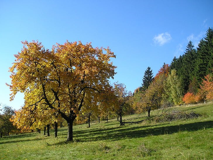 Outono, árvore, montanhas Jizera