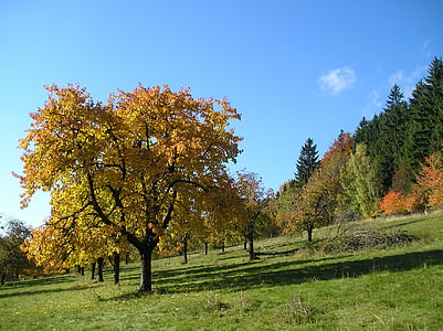 automne, arbre, Monts de la Jizera