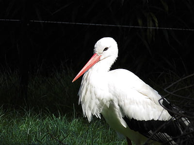 stork, bird, storks, animals, birds, rattle stork, white stork