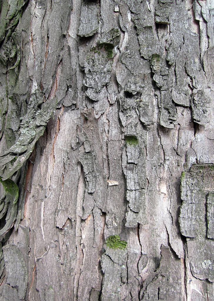escorça, textura, fons, arbre, tronc, fusta, natural