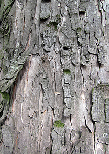 bark, texture, background, tree, trunk, wood, natural