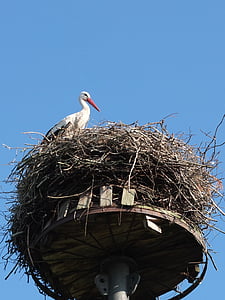 Stork, reden, fugl, storchennest, Rattle stork, natur, Bill