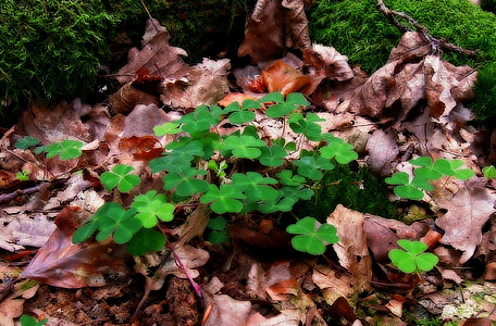 natureza, Klee, floresta, folhas, sorte, amuleto da sorte, verde