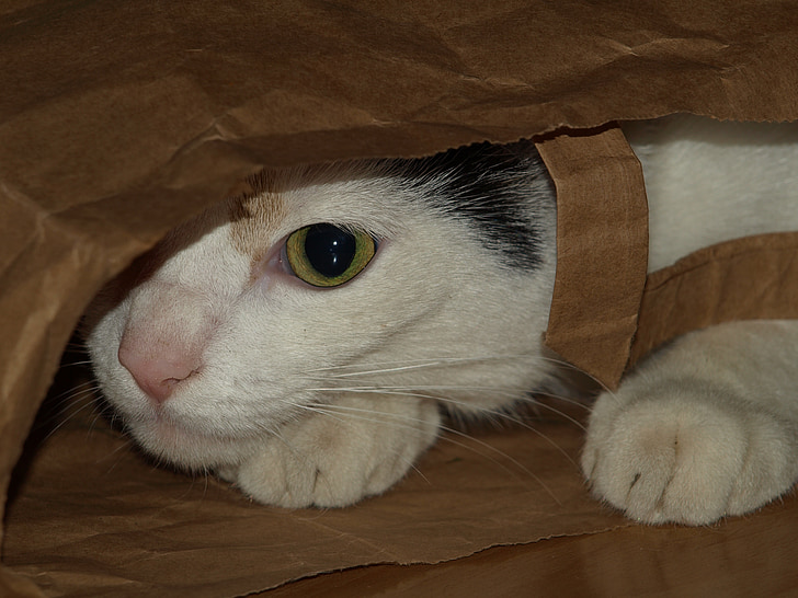 katė, krepšys, pastogės