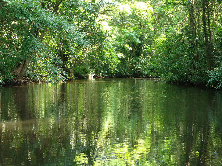 Costa Rica, Tortuguero, djungel