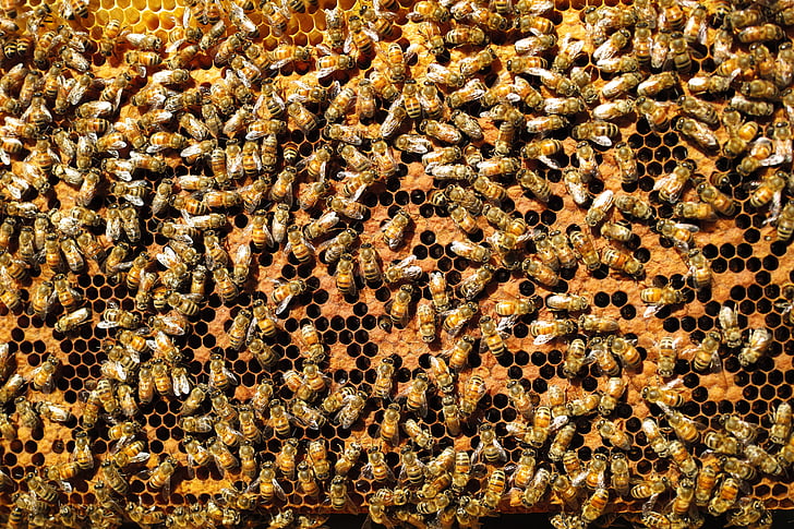 abeilles, fond de nature, leadership, compagnie, réunion d’affaires, contenu, entreprises de la réunion