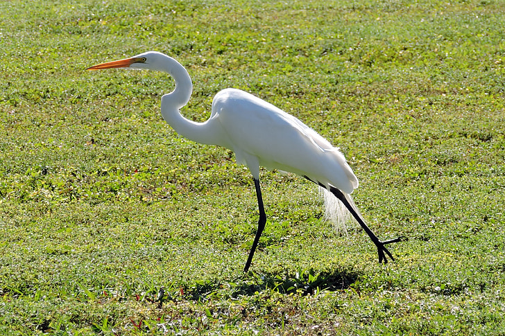 Egret, pták, volně žijící zvířata, Florida