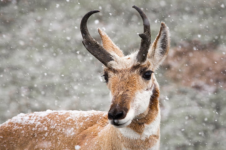 pronghorn, portrait, snow, winter, wild, nature, wildlife