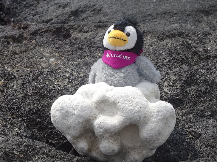 soft toy, tufa, stone, figure, beach, penguin