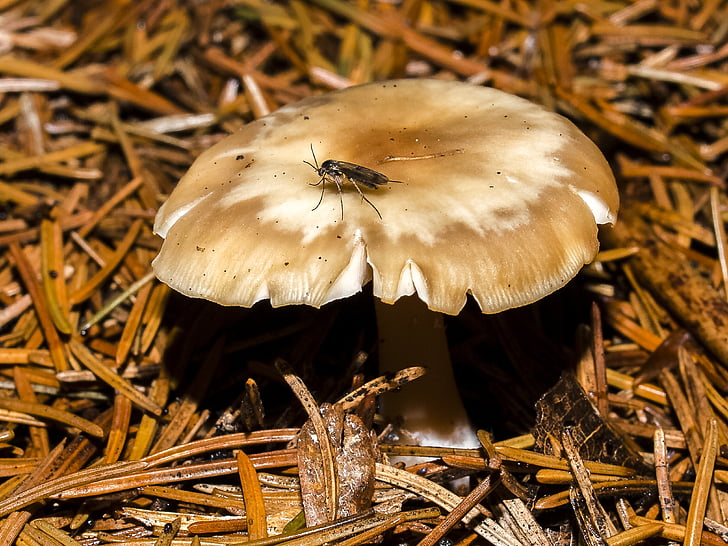 mushroom, forest, autumn, nature