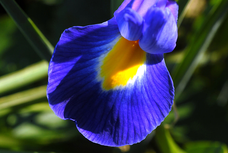 Flora, floare, gradina, primavara, albastru, galben