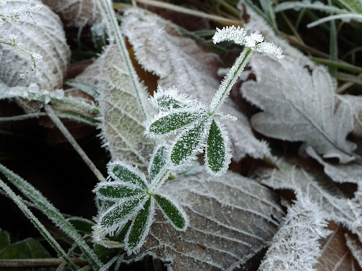 Frost, rimfrost, kolde, vinter, frosne, is krystal, Ice