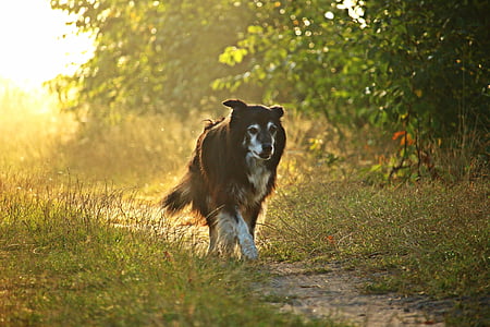 pes, Border kolie, světlo, slunce, mlha, východ slunce, ovčácký pes