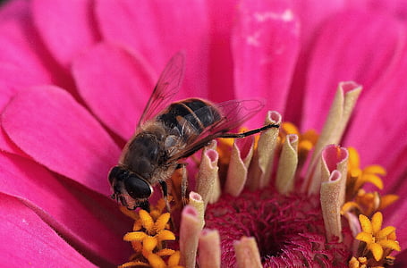 꽃, 블 룸, 꿀, 꿀벌, 닫기, 곤충, 꽃