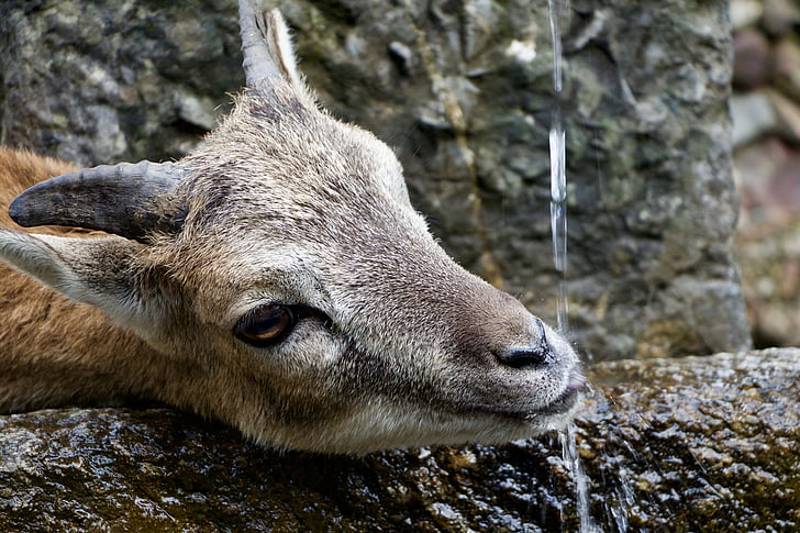 nature, animals, billy goat, drinking, water