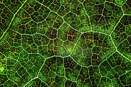 zaļa, Leaf, tekstūra, augu, daba, zaļā krāsa, tuvplāns