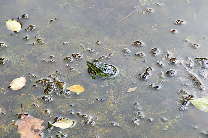 frog, water, pond, garden, amphibian