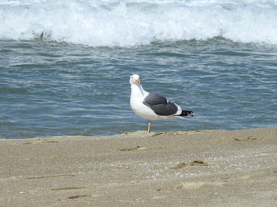 seagull, wave, coast, bird, gull, seabird, sea
