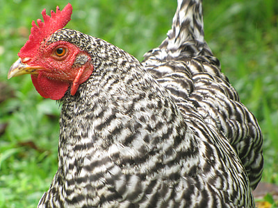 chicken, bird, animal, egg, farm, hen, poultry