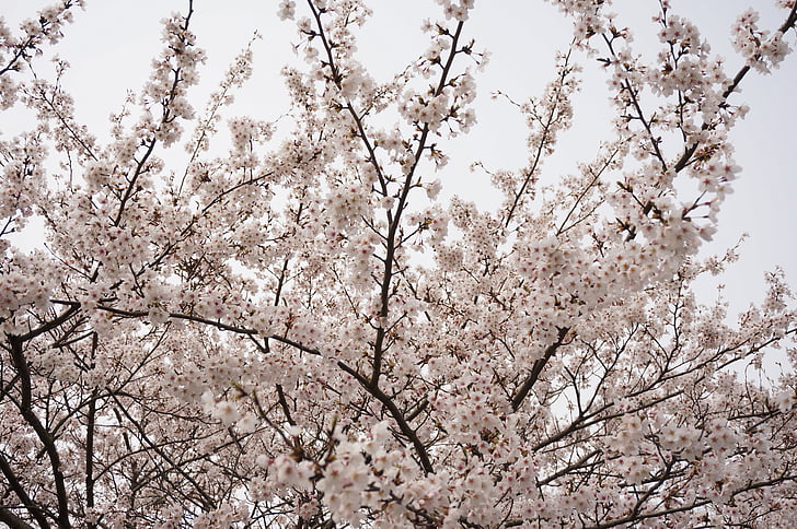 kirss, Jaapan, roosa, lilled, puit, loodus, puu