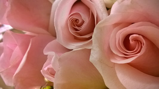 rosa rot, Rosen, Liebe