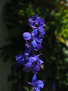 blomma, Blossom, Bloom, blå, hög larkspur, Delphinium elatum, Larkspur