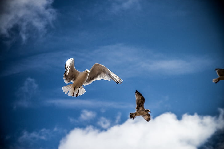 Sea gull, uccello, cielo, natura, Gabbiano, mare, blu