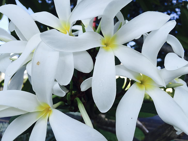 Jasmine, kvet, kvety, biela, krásny, jemné