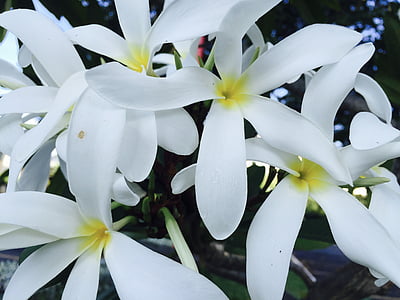 Jasmin, fleur, fleurs, blanc, belle, délicat